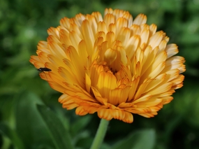 微距特写金盏菊摄影图片